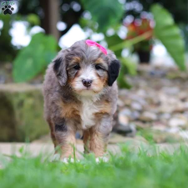 Margarita, Mini Bernedoodle Puppy